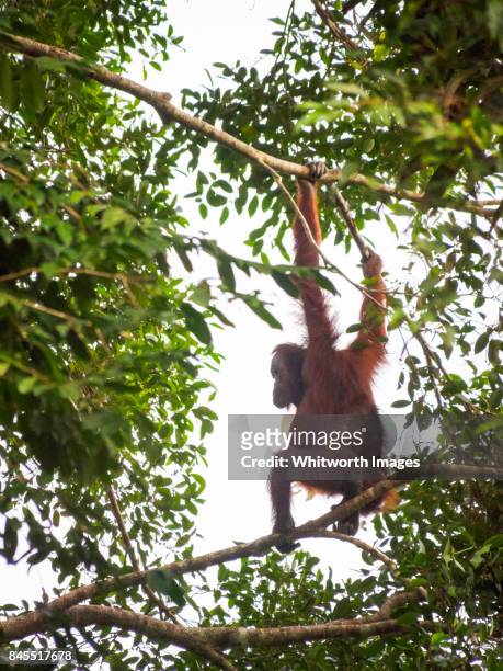 wild orangutan (pongo pygmaeus) by kinabatangan river, sabah, borneo. - bornean orangutan stock pictures, royalty-free photos & images
