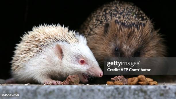 Baby albino hedgehog sits next to its mother in a garden in Binzwangen, southern Germany, on September 11, 2017. / AFP PHOTO / dpa / Thomas Warnack /...