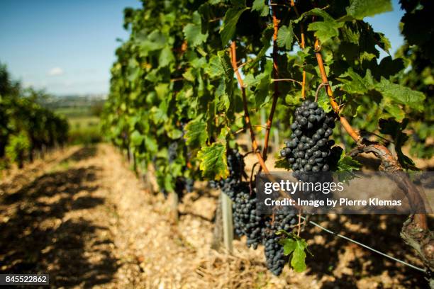 mature french vine - grapes on vine stockfoto's en -beelden