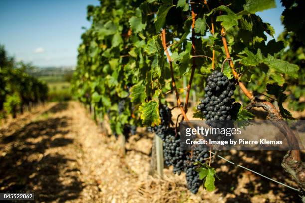 mature french vine - bordeaux stock pictures, royalty-free photos & images