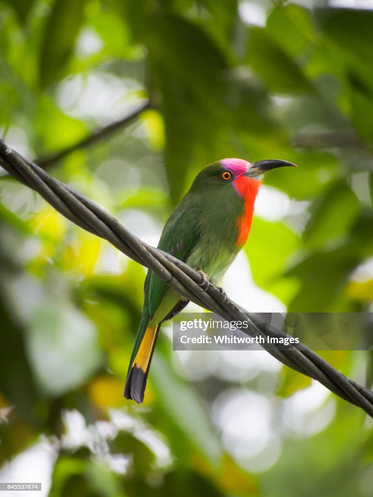 Male Red-bearded bee-eater (Nyctyornis amictus). Sabah, Borneo, Malaysia