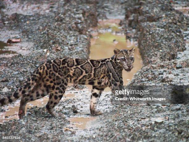 sunda clouded leopard (neofelis diardi) - very rare daylight sighting in sabah, borneo - clouded leopard stock-fotos und bilder