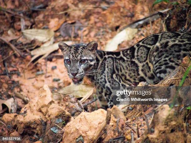 sunda clouded leopard (neofelis diardi) - very rare daylight sighting in sabah, borneo - clouded leopard stock-fotos und bilder