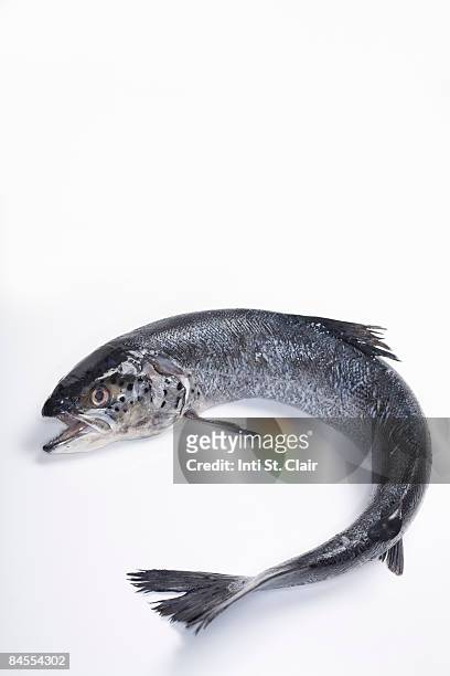 fresh, wild caught, coho salmon - salmon animal stockfoto's en -beelden