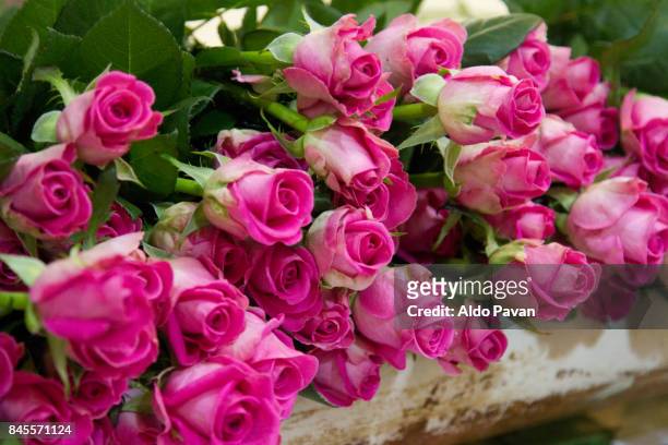 kenya, fair trade cultivation of roses - fair trade stock-fotos und bilder