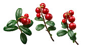 Lingonberry vaccinium vitis-idaea, paths