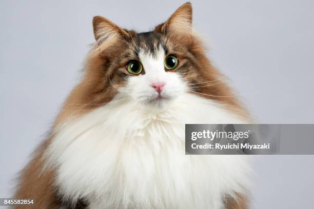 norwegian forest cat - norwegian forest cat stock pictures, royalty-free photos & images