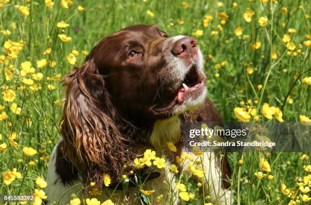 a cute english springer spaniel dog (canis lupus familiaris) in a field of wild buttercup flowers. - english springer spaniel - fotografias e filmes do acervo