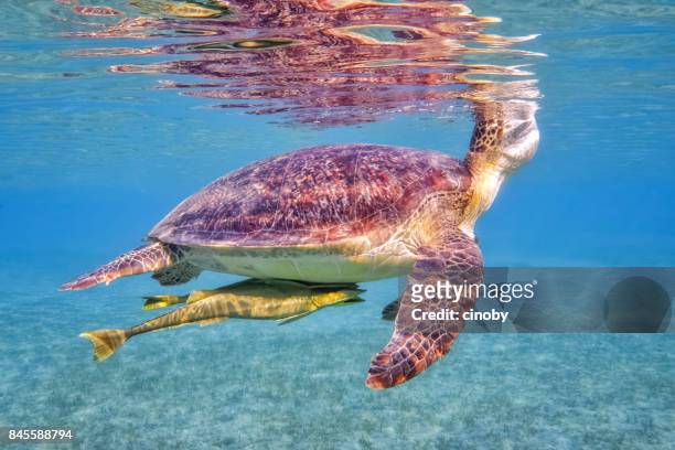 green sea turtle breathing air at water surface in red sea / marsa alam - remora fish stock pictures, royalty-free photos & images