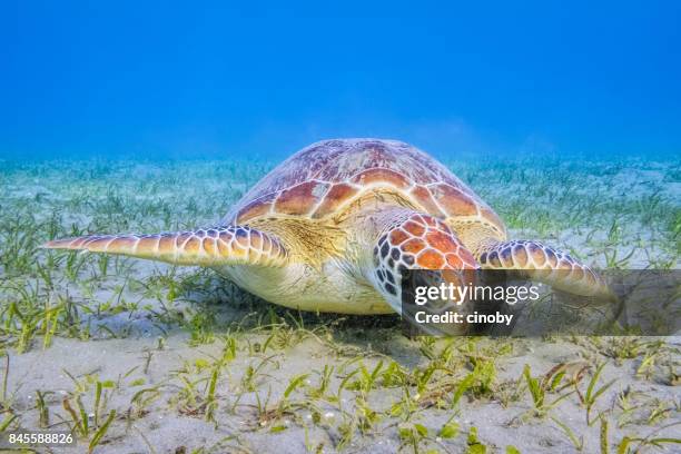 groene zeeschildpad grazen op zeegras bedden in de rode zee / marsa alam - zeegras stockfoto's en -beelden