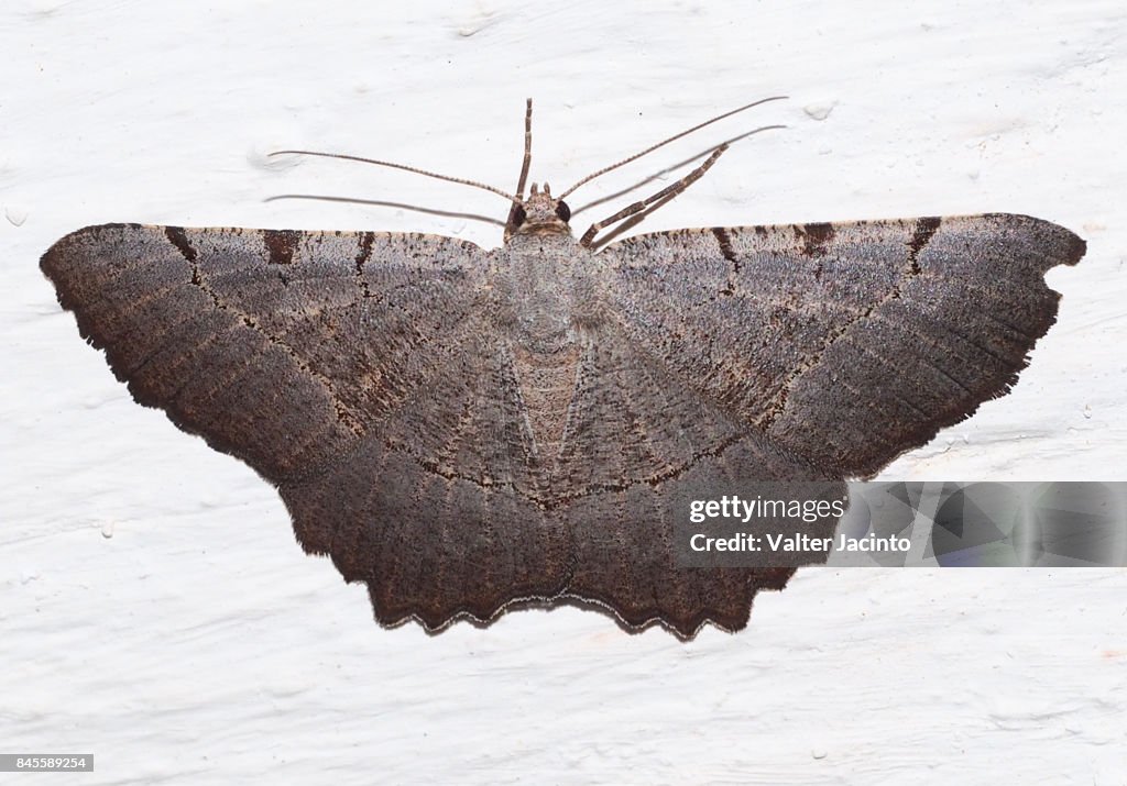 Moth (Gnopharmia stevenaria)