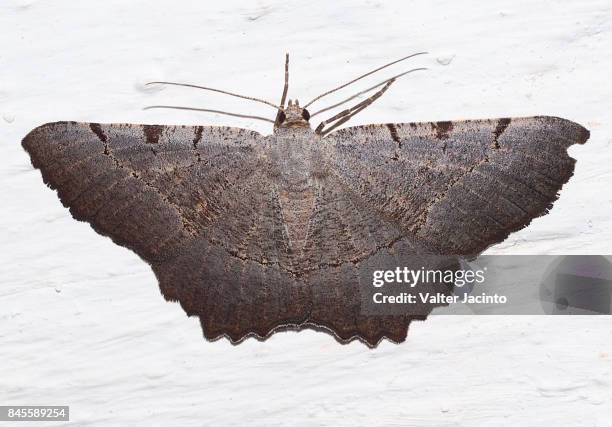 moth (gnopharmia stevenaria) - geometridae stock pictures, royalty-free photos & images