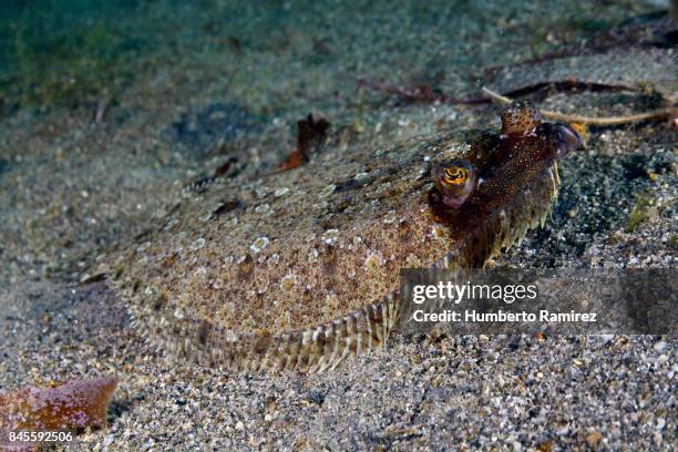 eyed flounder. - flounder stock pictures, royalty-free photos & images