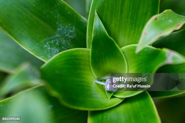 wedding ring on green middle of leaves - silver ring stock pictures, royalty-free photos & images