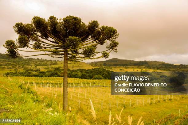 Rapre Tree Brazilian Grape Tree Fotografías e imágenes de stock - Getty Images