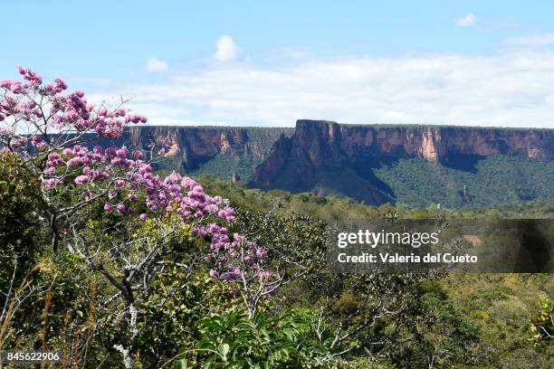 pink ipê irames the wall of the chapada dos guimarães - chapada dos guimarães imagens e fotografias de stock