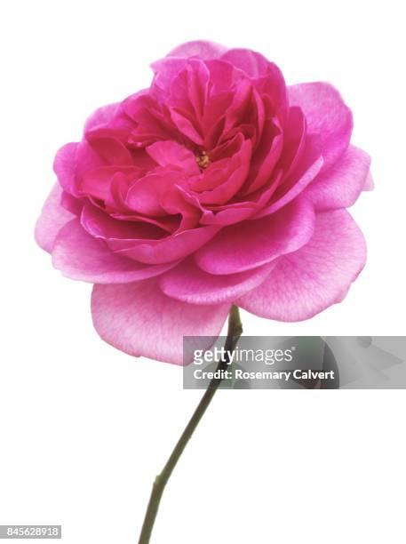 fragrant pink rose, rosa 'gertrude jekyll', & stem on white - pink flowers stock-fotos und bilder