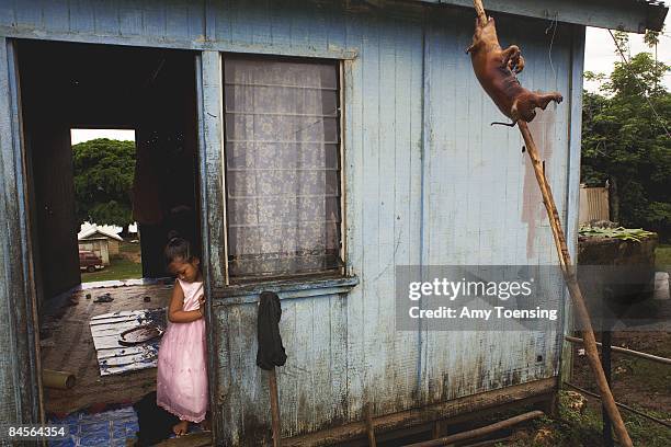 The Ongolea family prepares for Sunday meals, including slaughtering and roasting a pig on April 15, 2007 in Kolo Village on the main island of the...