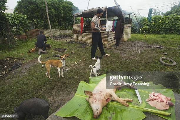 Solome Ongolea prepares for Sunday meals, including slaughtering and roasting a pig on April 15, 2007 in Kolo Village on the main island of the...