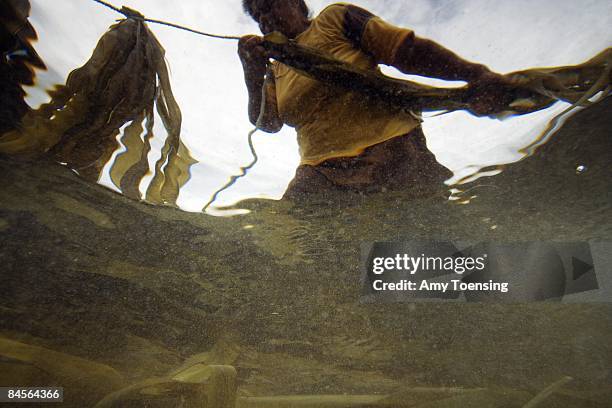 Women gather pandanus leaves kept in the sea to whiten color April 13, 2007 in Ha'apai, Tonga. The leaves are dried in the sun for 2-3 days and used...