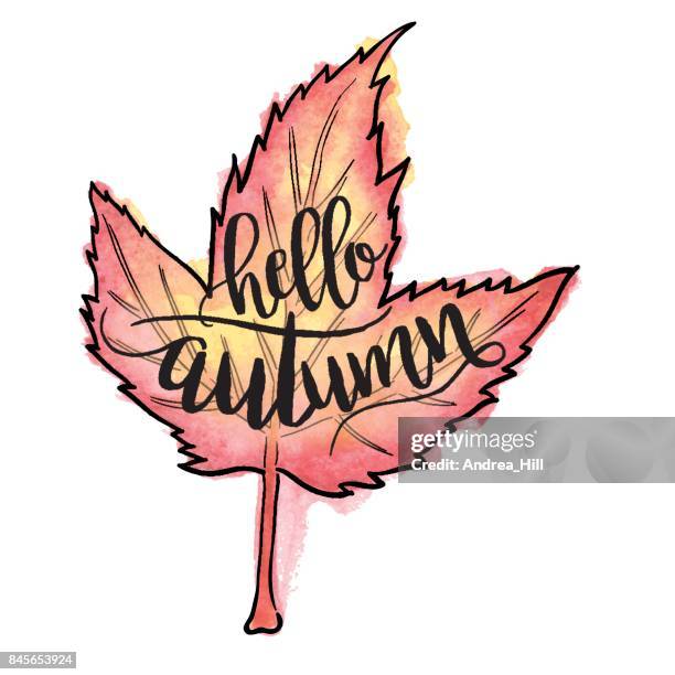 vector watercolor maple leaf with "hello autumn" calligraphic text - maple tree white background stock illustrations