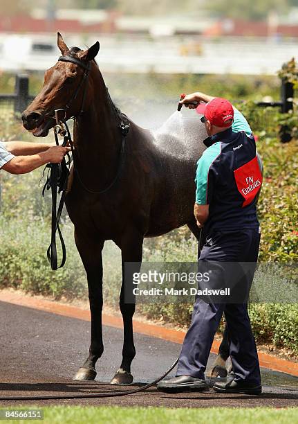 Horse is hosed down as it leaves the Mounting Yard after Race Four the Antler Luggage Handicap during the Coolmore Lightning Stakes Day meeting at...