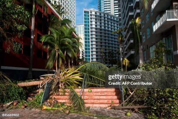 Downed tree caused by Hurricane Irma blocks a pedestrian walkway in downtown Miami, Florida, September 11, 2017. / AFP PHOTO / SAUL LOEB