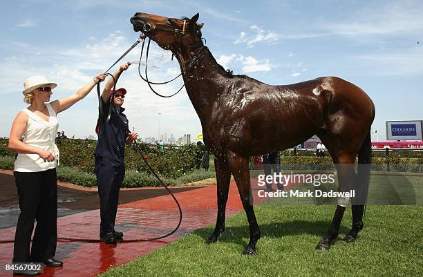 Horse is hosed down as it leaves the Mounting Yard after Race Four the Antler Luggage Handicap during the Coolmore Lightning Stakes Day meeting at...