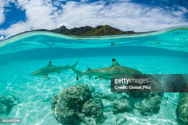 french polynesia - south pacific ocean - reef shark stock pictures, royalty-free photos & images