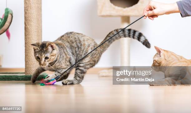 cats playing in living room - cats playing stockfoto's en -beelden