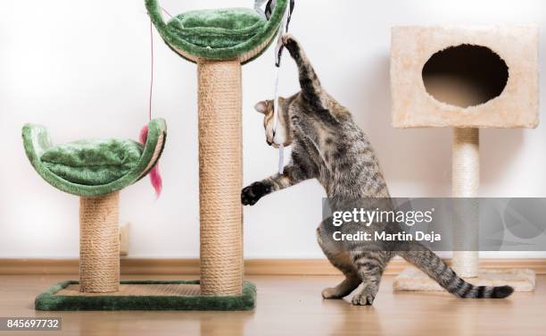 cat playing in living room - tom cat stock pictures, royalty-free photos & images