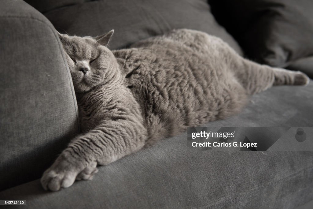British Short hair cat sleeping on couch with squashed face