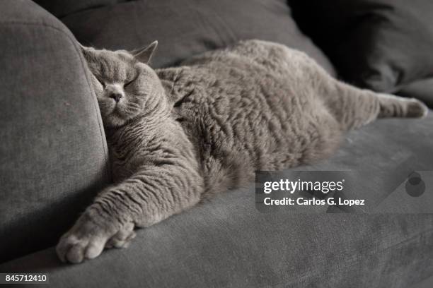 british short hair cat sleeping on couch with squashed face - cat sleeping stockfoto's en -beelden