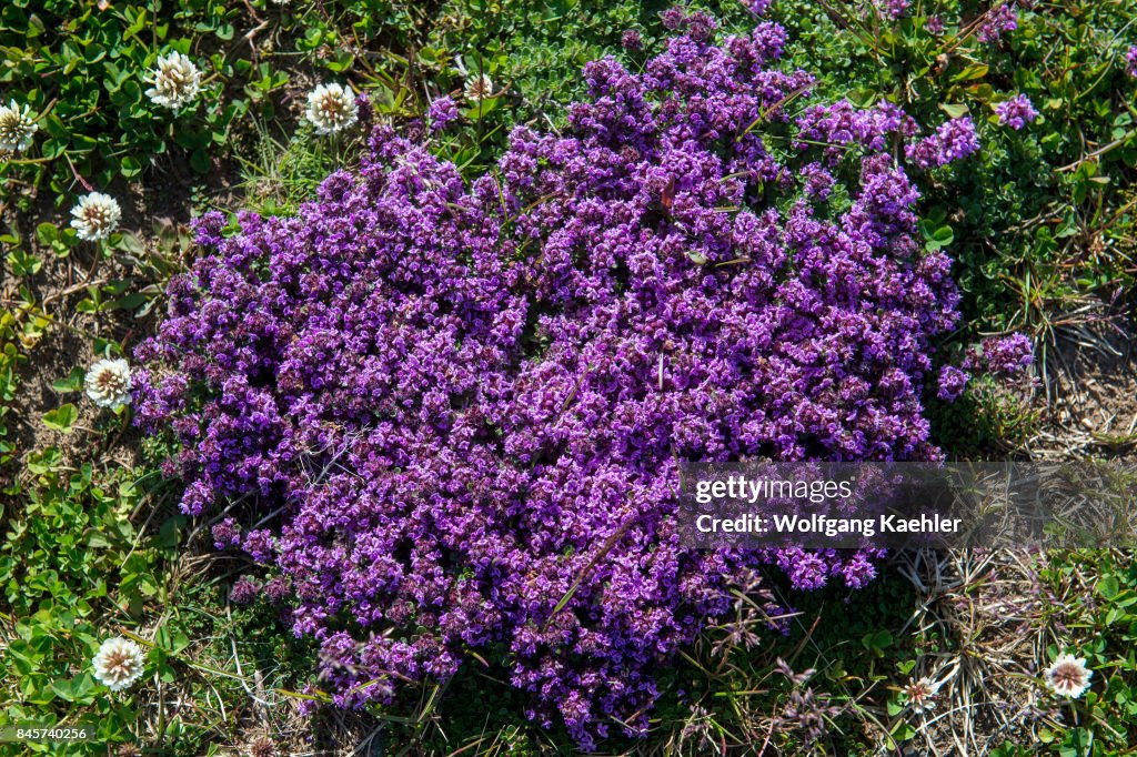 Moss Campion (Silene acaulis) growing in the Krafla...
