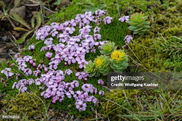 Common Roseroot Roseroot Photos and Premium High Res Pictures - Getty Images