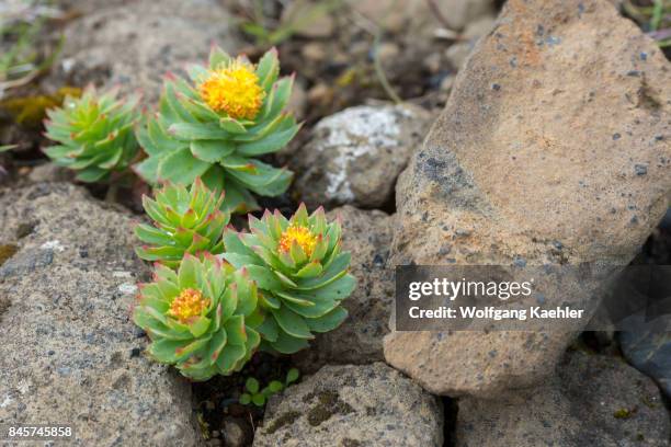 Common Roseroot Roseroot Photos and Premium High Res Pictures - Getty Images