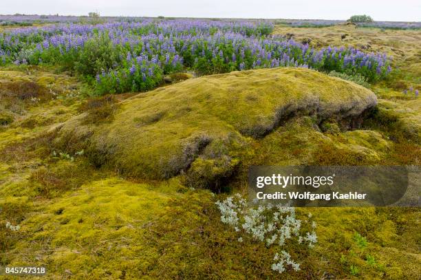 Nootka lupines with Arctic willow and Wolly willow in the foreground growing in a lava field covered with Woolly Fringe-moss in southern Iceland.