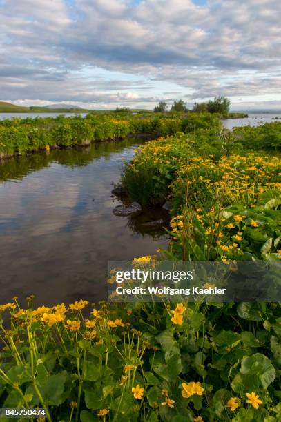 Buttercups flowering along the shore of Lake Myvatn at Reykjahlid in Northeast Iceland.