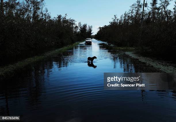 Dog walks through a flooded street in a rural part of Naples the day after Hurricane Irma swept through the area on September 11, 2017 in Naples,...