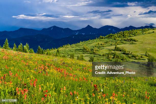 flores silvestres de verano de montaña de cobre - copper mountain fotografías e imágenes de stock