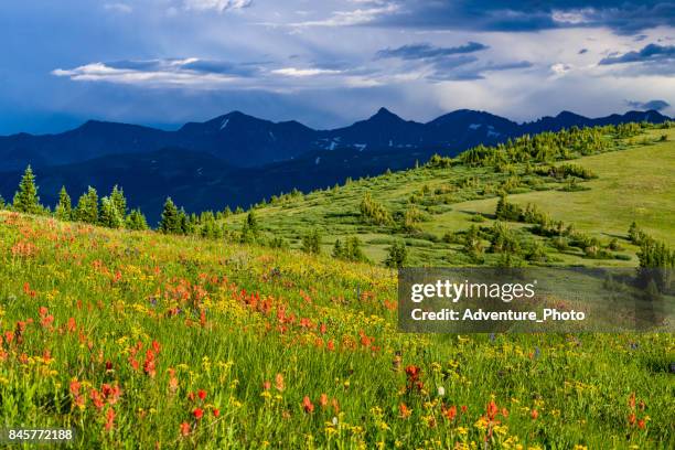 copper mountain summer wildflowers - vail colorado stock pictures, royalty-free photos & images