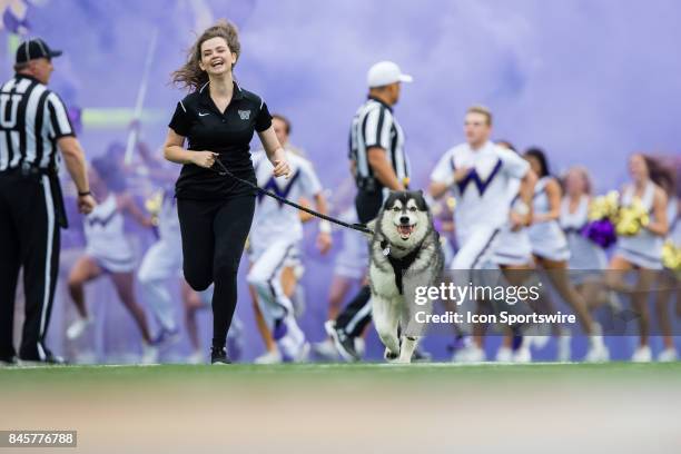 Washington mascot Dubs runs down the field before a college football game between the Washington Huskies and the Montana Grizzlies on September 9,...