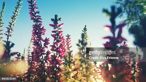 flowering heather in late afternoon sun - heather stock-fotos und bilder