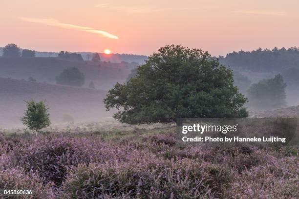 good morning sunshine - veluwezoom national park - posbank stockfoto's en -beelden