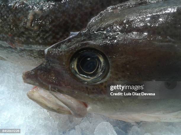 Cod Fish Head Photos et images de collection - Getty Images