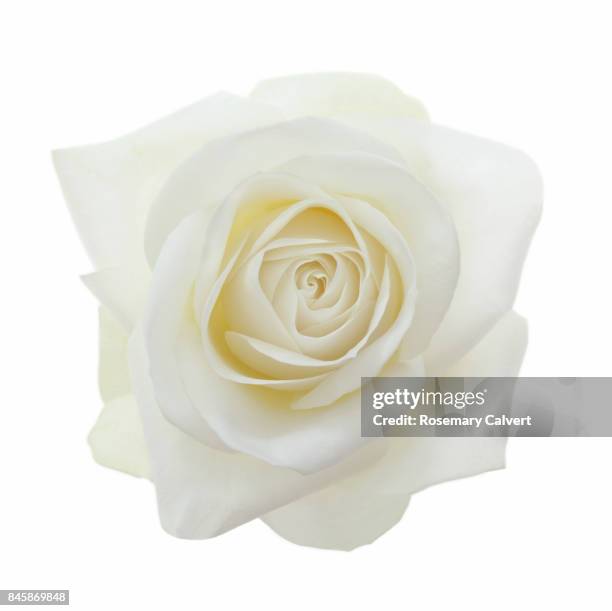 close-up of entire  fragrant white rose on white. - white rose flower stock pictures, royalty-free photos & images