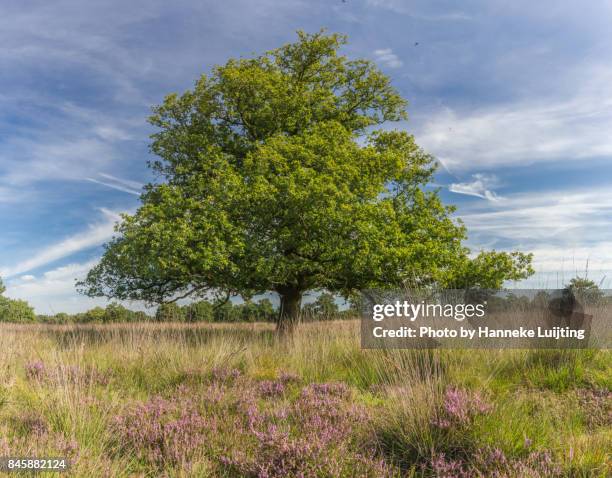 an oak tree in heather, drents friese wold national park - drenthe stock pictures, royalty-free photos & images