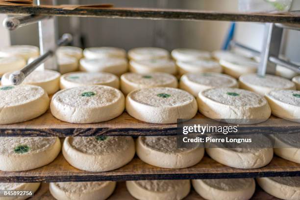 artisanal hand made raw milk reblochon cheese made in the village of le grand-bornand, haute savoie, france - rauwe melk stockfoto's en -beelden