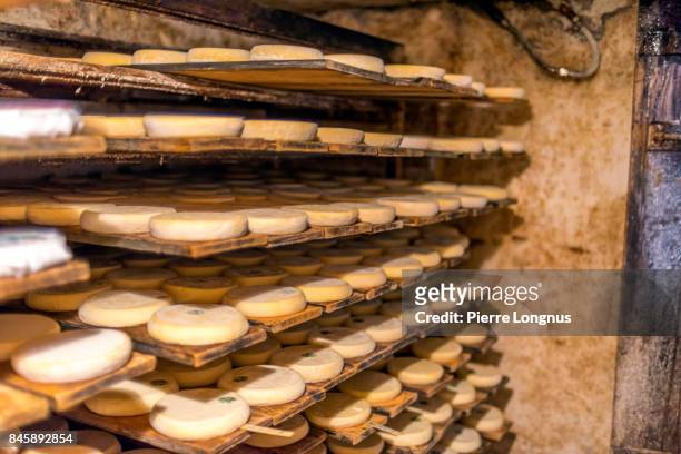 artisanal hand made raw milk reblochon cheese maturing in an underground cellar. made in the village of le grand-bornand, haute savoie, france - rauwe melk stockfoto's en -beelden