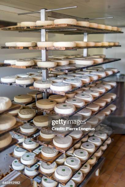 artisanal hand made raw milk reblochon cheese made in the village of le grand-bornand, haute savoie, france - rauwe melk stockfoto's en -beelden